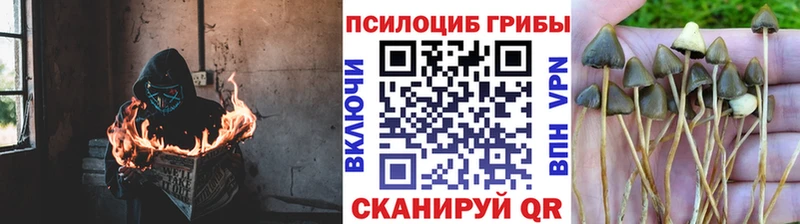 сайты даркнета формула  купить наркотики цена  Сунжа  Галлюциногенные грибы прущие грибы 