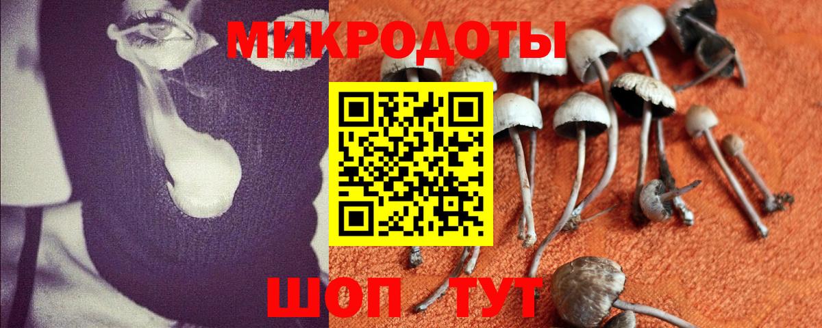 Галлюциногенные грибы Magic Shrooms  продажа наркотиков  Сунжа  Псилоцибиновые грибы прущие грибы 